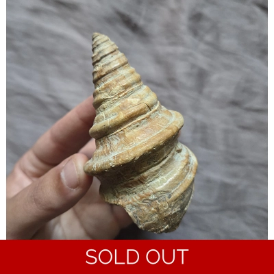 Rare Gymnentone Gastropod Sea Shell Fossil Late Cretaceous Spain Rare Gymnentone Gastropod Sea Shell Fossil Late Cretaceous Spain